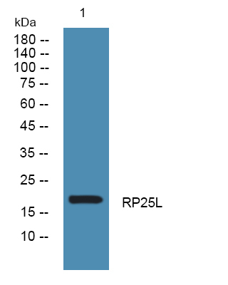 RPP25L Antibody in Western Blot (WB)