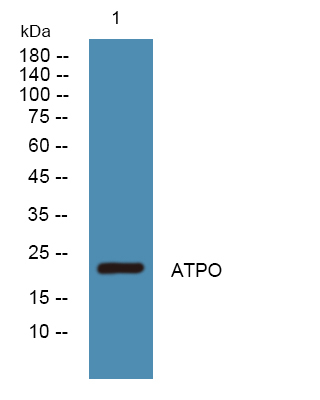 ATP Synthase O Antibody in Western Blot (WB)