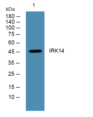 KCNJ14 Antibody in Western Blot (WB)
