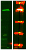 CPZ Antibody in Western Blot (WB)