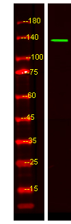 KIF4B Antibody in Western Blot (WB)