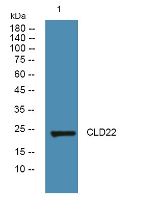 Claudin 22/24 Antibody in Western Blot (WB)