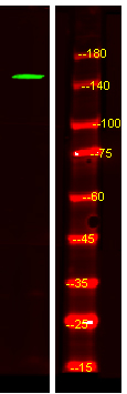 CNTNAP4 Antibody in Western Blot (WB)