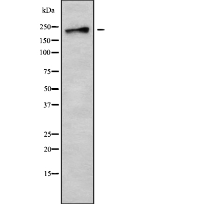 DOCK7 Antibody in Western Blot (WB)