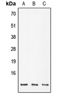 POLR2K Antibody in Western Blot (WB)