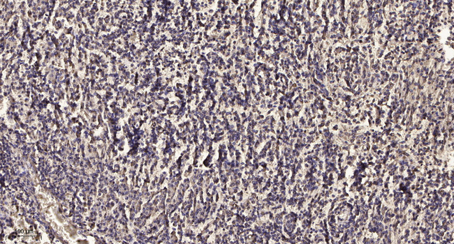 MARCH1 Antibody in Immunohistochemistry (Paraffin) (IHC (P))