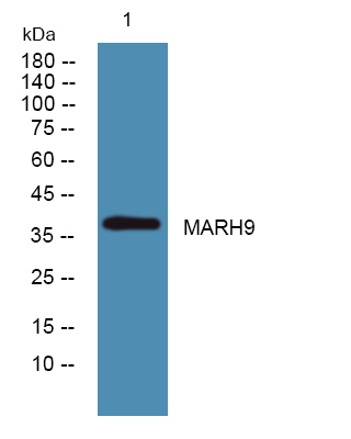 MARCH9 Antibody in Western Blot (WB)