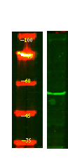 ENDOD1 Antibody in Western Blot (WB)