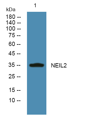 NEIL2 Antibody in Western Blot (WB)