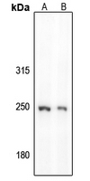 GON4L Antibody in Western Blot (WB)