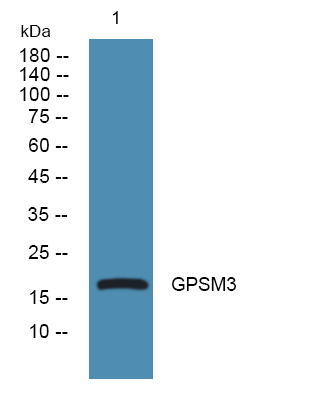 GPSM3 Antibody in Western Blot (WB)