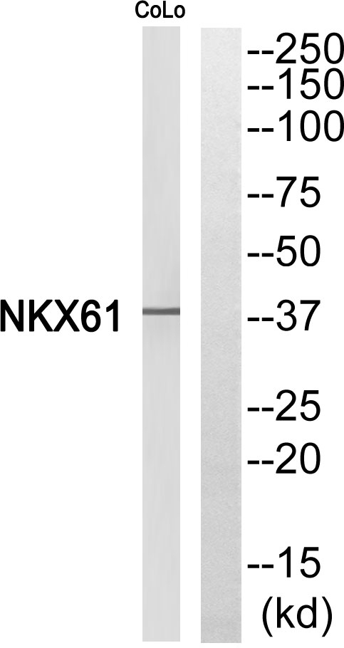 Nkx6.1 Antibody in Western Blot (WB)