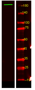 USP54 Antibody in Western Blot (WB)