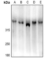 LRP1B Antibody in Western Blot (WB)