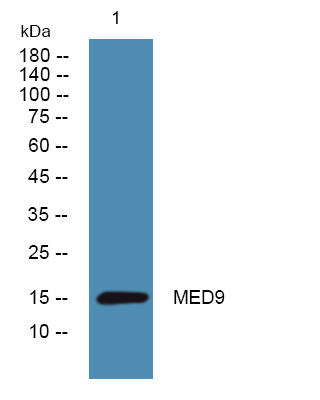 MED9 Antibody in Western Blot (WB)