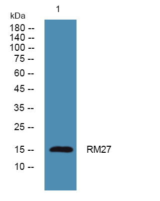 MRPL27 Antibody in Western Blot (WB)