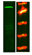 MPP8 Antibody in Western Blot (WB)