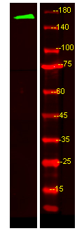 MRP6 Antibody in Western Blot (WB)