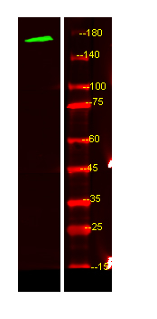 MEGF6 Antibody in Western Blot (WB)