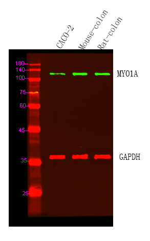 MYO1A Antibody in Western Blot (WB)