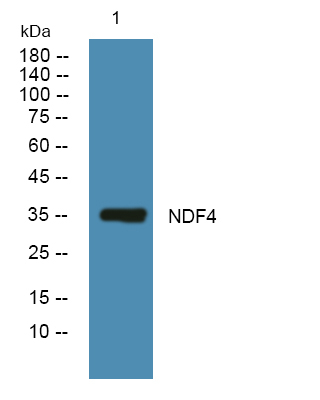 NEUROD4 Antibody in Western Blot (WB)