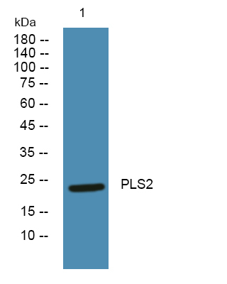 PLSCR2 Antibody in Western Blot (WB)