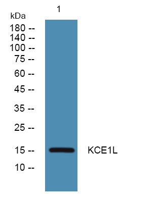 KCNE1L Antibody in Western Blot (WB)