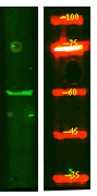 KCNS1 Antibody in Western Blot (WB)