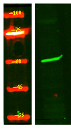 PR38B Antibody in Western Blot (WB)
