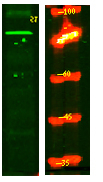 PPM1E Antibody in Western Blot (WB)