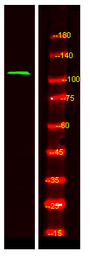 RASIP1 Antibody in Western Blot (WB)