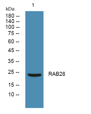 RAB28 Antibody in Western Blot (WB)