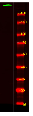 PTPRB Antibody in Western Blot (WB)