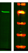 ARHGEF4 Antibody in Western Blot (WB)