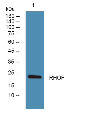 RhoF Antibody in Western Blot (WB)