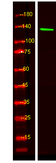 SLC9A10 Antibody in Western Blot (WB)