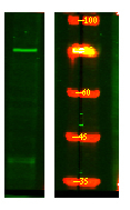 CLASRP Antibody in Western Blot (WB)