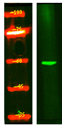 ZNF280B Antibody in Western Blot (WB)