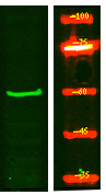 TIGD2 Antibody in Western Blot (WB)