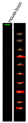 USP34 Antibody in Western Blot (WB)