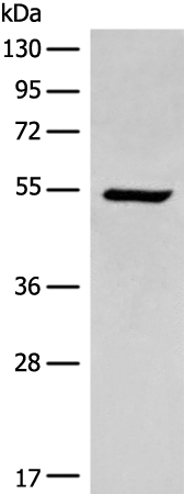 ACD Antibody in Western Blot (WB)