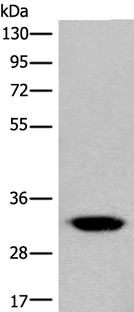 CACNG3 Antibody in Western Blot (WB)