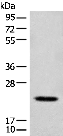 CD300e Antibody in Western Blot (WB)