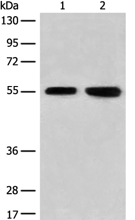 CNGA4 Antibody in Western Blot (WB)