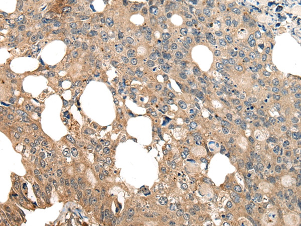 COX7A2L Antibody in Immunohistochemistry (Paraffin) (IHC (P))