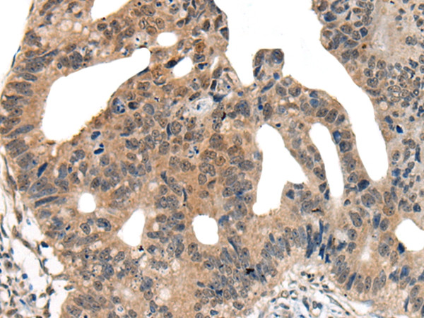 DNASE1L2 Antibody in Immunohistochemistry (Paraffin) (IHC (P))
