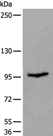 UNC45B Antibody in Western Blot (WB)