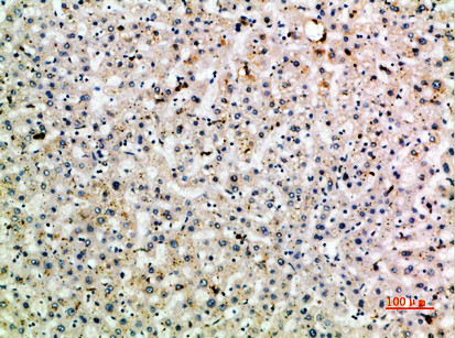 CD299 (DC-SIGN/L) Antibody in Immunohistochemistry (Paraffin) (IHC (P))