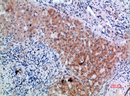 CD300b Antibody in Immunohistochemistry (Paraffin) (IHC (P))