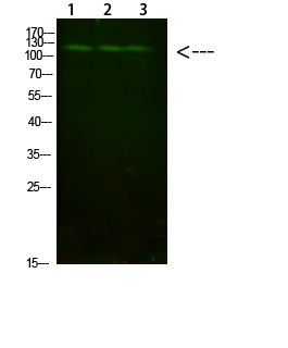 FIG4 Antibody in Western Blot (WB)
